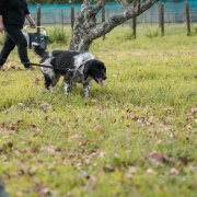 Truffle hunting