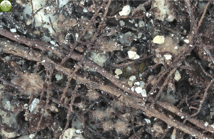 Périgord black truffle